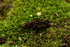 Strobilurus conigenoides