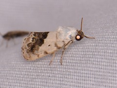 Ponometia erastrioides