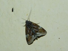 Hypodeva barbata