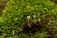 Strobilurus conigenoides