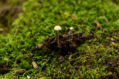 Strobilurus conigenoides