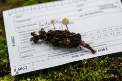 Strobilurus conigenoides