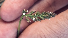 Thesium spicatum