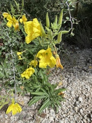 Oenothera elata