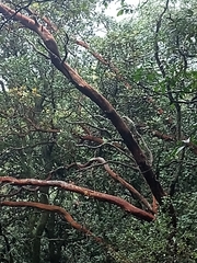 Arbutus