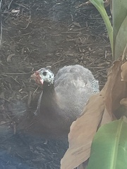 Numida meleagris domesticus