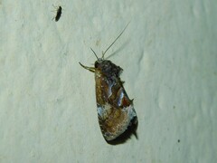 Hypodeva barbata