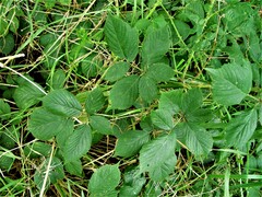 Rubus polyanthemus