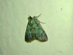 Odontiinae