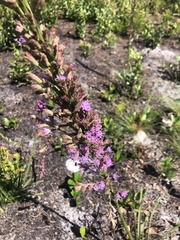 Liatris tenuifolia