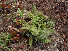 Rorippa palustris