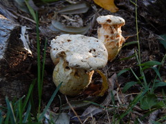 Hypomyces chrysospermus