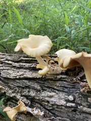 Gerronema strombodes