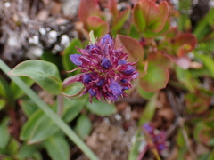Penstemon procerus