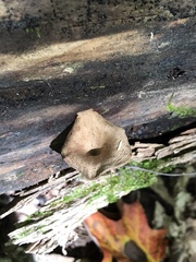 Arrhenia epichysium