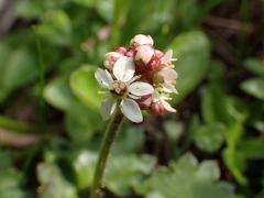 Micranthes nelsoniana