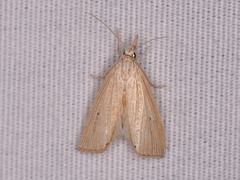 Eoreuma densellus