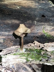 Arrhenia epichysium