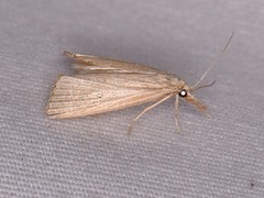 Eoreuma densellus