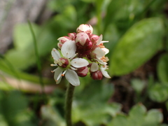 Micranthes nelsoniana