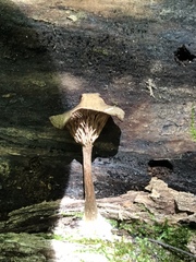 Arrhenia epichysium