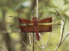 Camacinia gigantea