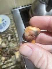 Chroogomphus vinicolor