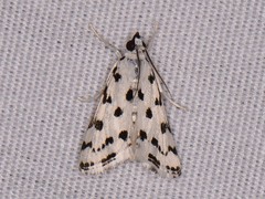 Eustixia pupula