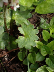 Micranthes nelsoniana