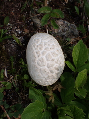 Lycoperdaceae