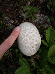 Lycoperdaceae