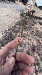 Thesium spicatum
