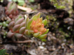 Sedum lanceolatum
