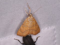 Glaphyria sesquistrialis