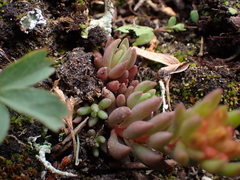 Sedum lanceolatum