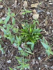 Dichanthelium commutatum