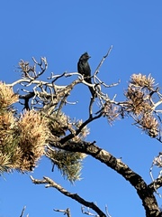 Phainopepla nitens