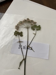 Heracleum sphondylium