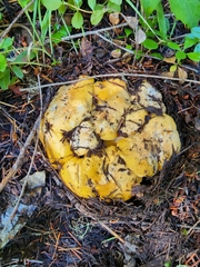 Cantharellus cascadensis