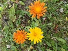 Crepis aurea