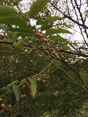 Phyllanthus salviifolius