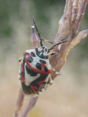 Eurydema ornata
