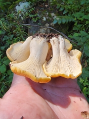 Cantharellus cascadensis