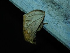 Neomocena convergens