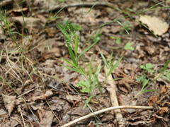 Dichanthelium columbianum
