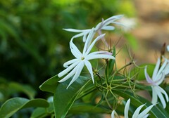 Jasminum