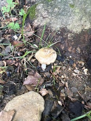 Agaricus bisporus