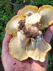 Cantharellus cascadensis