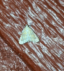 Glaphyria sesquistrialis