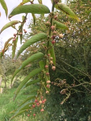 Phyllanthus salviifolius
